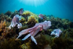Giant cuttlefish breeding event, Whyalla South Australia