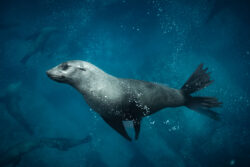 Australian fur seal swim-by, Jervis Bay, Australia - 2019