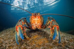 A giant freshwater spiny crayfish (Euastacus spinifer) curiously approaches my camera.Sydney region NSW Australia.