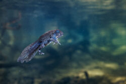 A giant burrowing frog metamorph floats, suspended in the water column of the crystal clear forest pool it inhabits alongside hundreds of its siblings. The tadpoles and metamorphs of this threatened frog swim in lumbering bursts, pausing every few seconds to float in this way. I can supply a video of this beahaviour from the exact time of this shot, if required. Sydney region NSW Australia