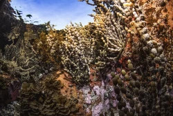 A mosaic of algae within a rock pool situated on the intertidal zone of Australia's east coast.